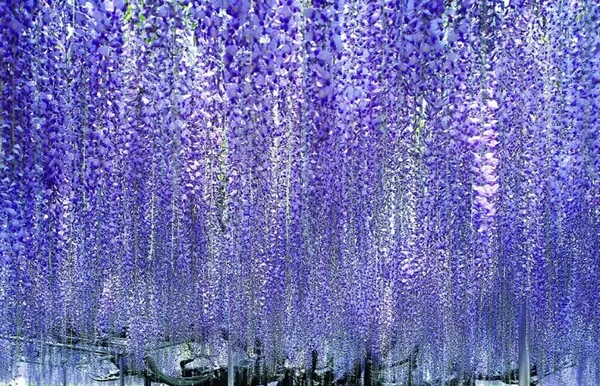 【西船橋発】ひたち海浜公園&あしかがフラワーパーク 春の2大花名所へ!ひたち海浜公園ネモフィラ&あしかがフラワーパーク大藤をW鑑賞2